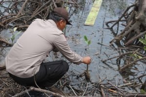 Polda Sumut dan Pemprov Tanam 10 Ribu Pohon Mangrove di Pesisir Langkat