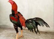 Ciri Ayam Brakot Yang Miliki Pukulan Brutal