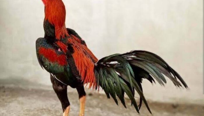 Ciri Ayam Brakot Yang Miliki Pukulan Brutal