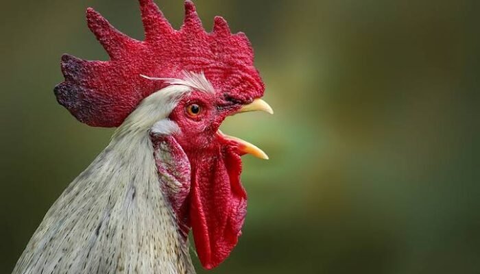 Jenis Jengger Ayam Juara yang Perlu Kamu Ketahui