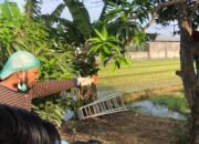 Pilu! Pemuda di Sidoarjo Ditemukan Tewas Gantung Diri di Pohon Mangga