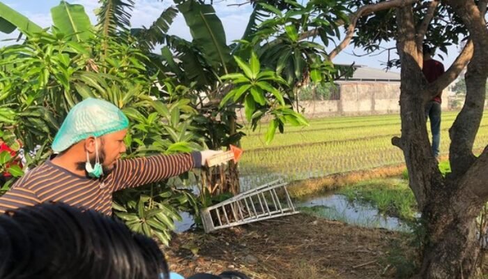Pilu! Pemuda di Sidoarjo Ditemukan Tewas Gantung Diri di Pohon Mangga