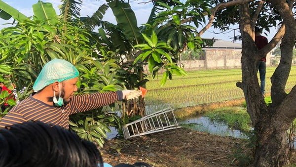 Pemuda Gantung diri, Pohon mangga