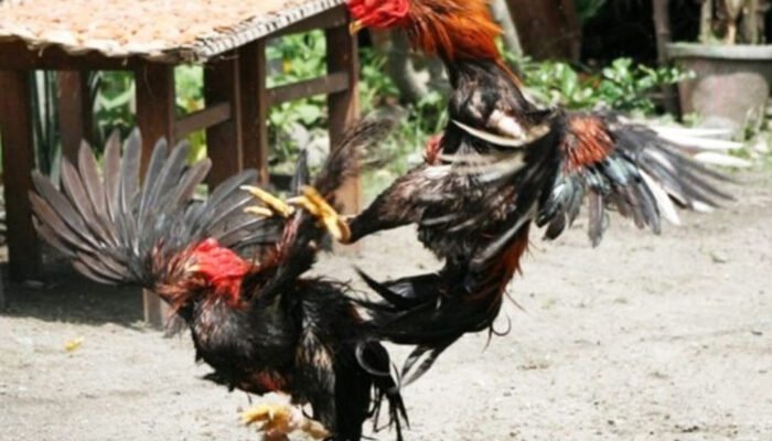 8 Tips Jitu Membawa Ayam Aduan Tampil Ganas di Arena