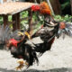Sejarah Ayam Aduan Berjenis Bangkok