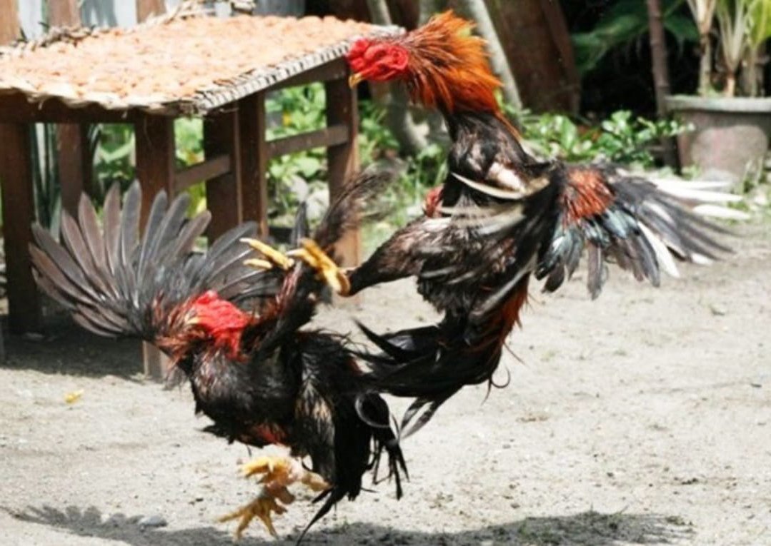 Sejarah Ayam Aduan Berjenis Bangkok