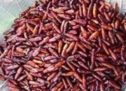 Enthung Jati, Kuliner Ekstrim yang Mahal dan Kaya Manfaat, Apa Saja?