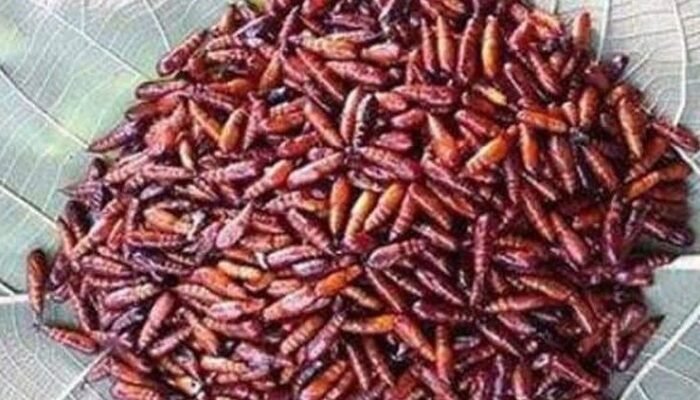 Enthung Jati, Kuliner Ekstrim yang Mahal dan Kaya Manfaat, Apa Saja?