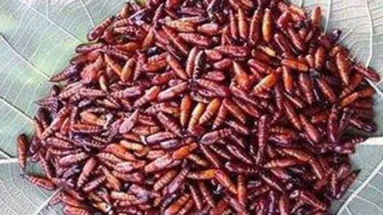 Enthung jati, Kuliner ekstrim