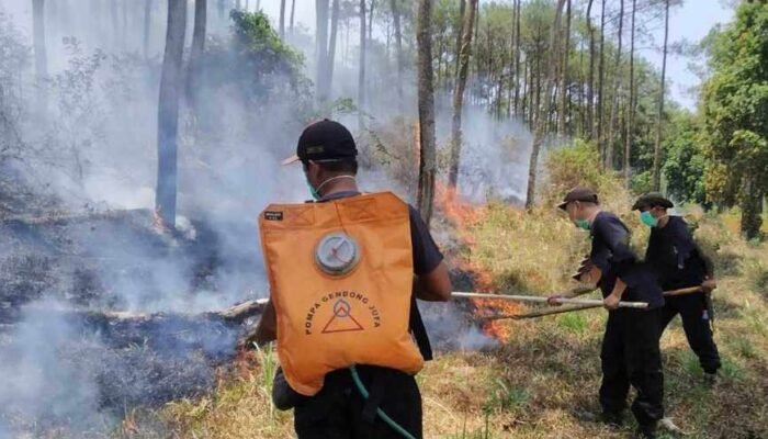 Dua Hektare Hutan Pinus di Wilayah Magetan Hangus Terbakar