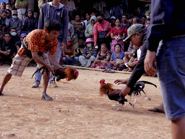 Judi sabung ayam, Berita Tuban