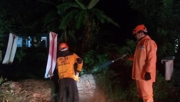 Pohon Tumbang Tutup Jalur Penghubung Trenggalek-Tulungagung