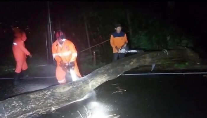Pohon Tumbang Membuat Akses Jalan Trenggalek-Ponorogo Sempat Tertutup Total