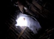 Diserang Tawon Vespa, 4 Kambing Milik Warga Mojokerto Tewas