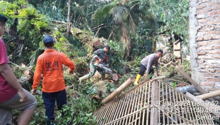 Tertimpa Pohon Tumbang, Dua Rumah di Trenggalek Rusak Parah