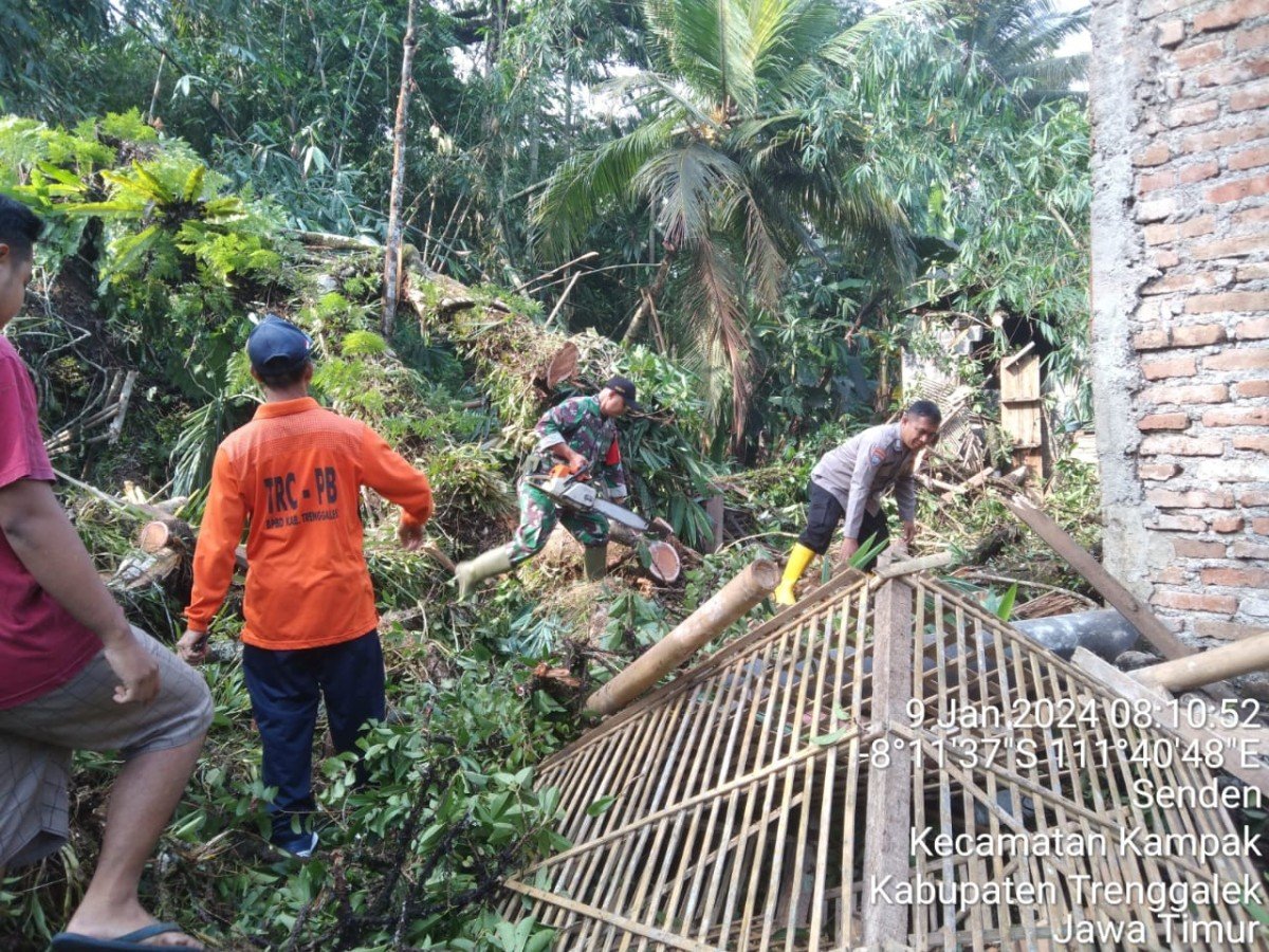 Pohon tumbang, Dua rumah rusak