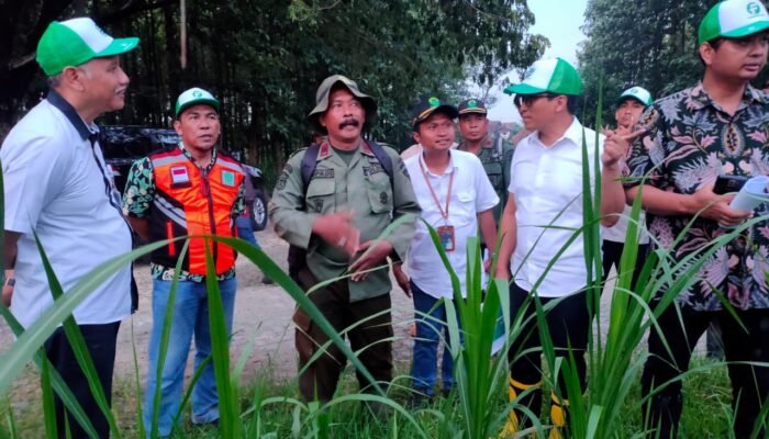 Teknik Pembibitan Tebu Bud Chips KPH Mojokerto Sukses Pikat Direktur Operasi Perum Perhutani 