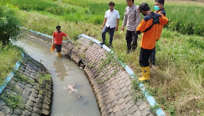 Jasad Bayi Ditemukan di Saluran Irigasi Sawah Warga Jombang