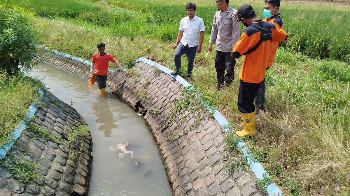 Jasad bayi, Saluran irigasi sawah,
