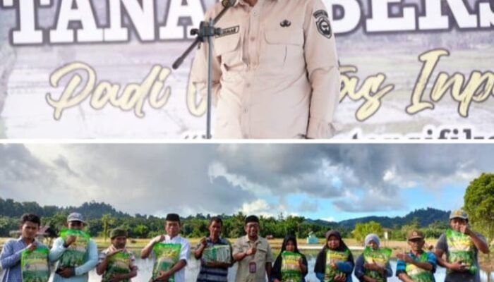 Pemda Halteng dan Dinas Pertanian Kembali Serahkan Benih Padi Jenis Varietas Inpari 32 Kepada Petani di Transmigrasi Waleh SP 1