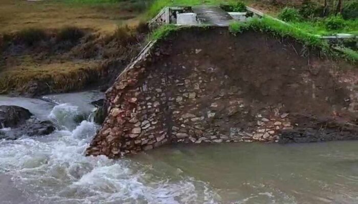 Puluhan Hektare Padi Siap Panen di Bojonegoro Terendam Banjir Imbas Tanggul Jebol