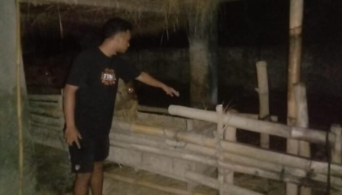 Sapi Milik Warga Blitar Raib Digasak Maling, Korban Rugi 7 Juta