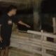 Sapi hilang, Digasak maling