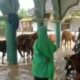 Imbas banjir, Sapi diungsikan dalam masjid