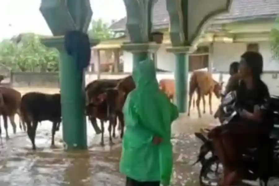 Imbas banjir, Sapi diungsikan dalam masjid