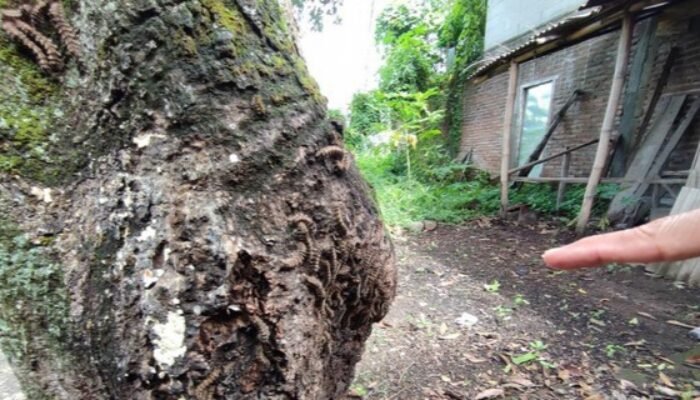 Wabah Ulat Bulu Teror Warga Ponorogo, Warga Alami Gatal-gatal