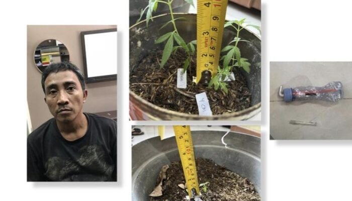 Polisi Gerebek Rumah Pengedar Narkoba di Gresik, 4 Pot Ganja Disita