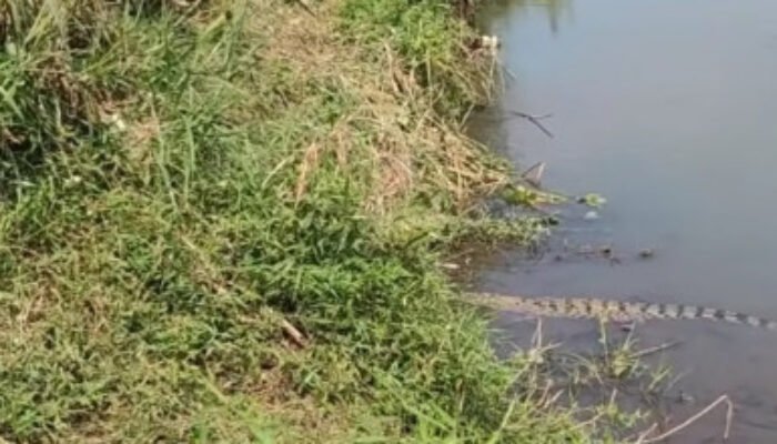 Kemunculan Buaya Muara di Sungai Kencong Jember Gegerkan Warga