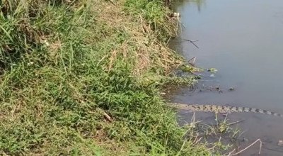 Buaya muara, Berita jember