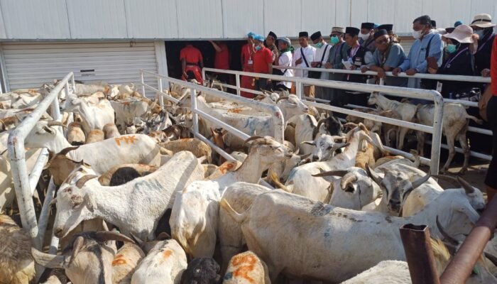 Jemaah Kloter 11 Lakukan Pemotongan DAM Kambing di Hubaiidiyah