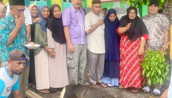 Keluarga Besar MAN 1 Halsel, Perdana Berqurban Satu Ekor Sapi