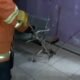 Ular kobra, Klinik kecantikan