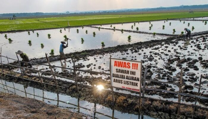 Bocah di Lamongan Tewas Terkena Jebakan Tikus Beraliran Listrik