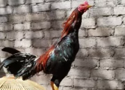 Khasiat temu ireng, Pecinta ayam laga