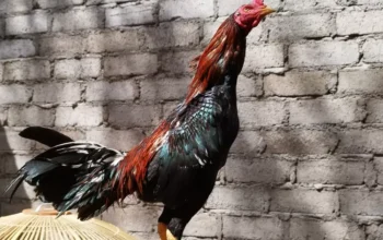 Khasiat temu ireng, Pecinta ayam laga