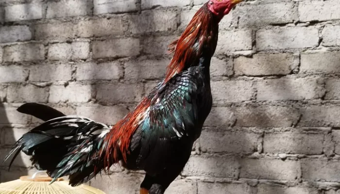 Rahasia Daun Pepaya untuk Ayam Bangkok: Hasilnya Bikin Kaget!