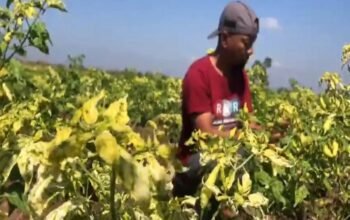 Petani cabai, Terancam gagal panen