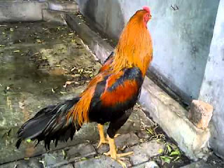 Ayam bangkok, Wiring kuning