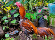 Ayam bangkok Klasik