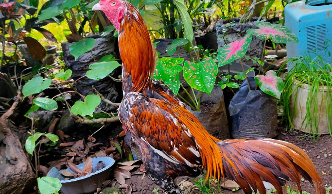 Menguak Rahasia Ayam Bangkok Klasik: Legenda dan Keunggulannya