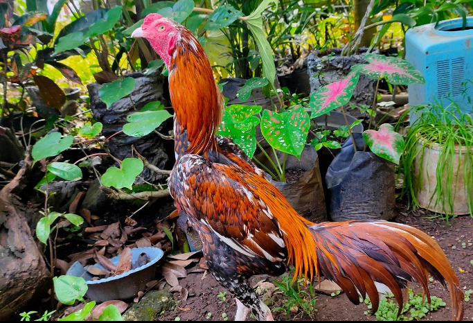 Ayam bangkok Klasik