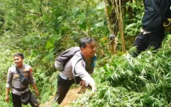 Ladang ganja, Lereng gunung Semeru