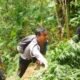 Ladang ganja, Lereng gunung Semeru