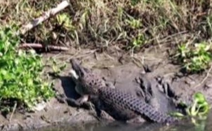 Buaya berukuran besar, Berita Sidoarjo