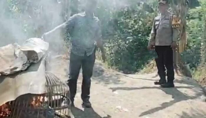 Tak Temukan Pejudi, Polisi Bakar Arena Judi Sabung Ayam di Jetis Mojokerto