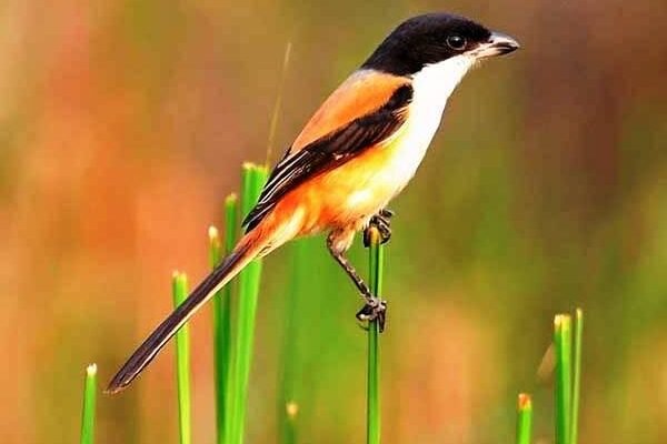 Mengenal Bahasa Tubuh Burung: Dari Sayap Sampai Sorot Mata